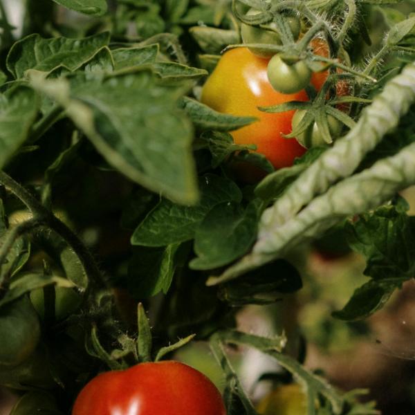 Fresh vegetables grown on our farm