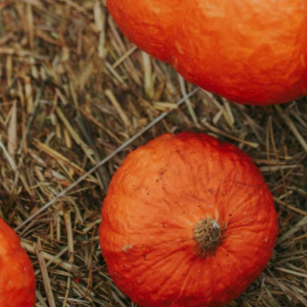 Pumpkin picking